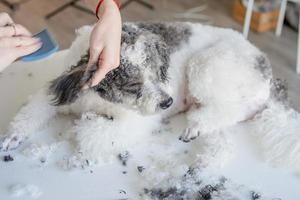 mulher sorridente arrumando cachorro bichon frise em salão foto