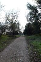 sujeira caminhando caminho com pedras verde Relva foto