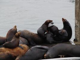 grupo do mar leões dormindo em doca musgo aterrissagem ca foto