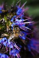 abelha encontro pólen em azul e roxa flor foto