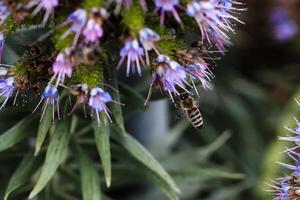 abelha aterrissagem em azul e roxa flor foto