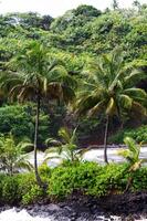 grande ilha Havaí de praia com exuberante tropical vegetação foto