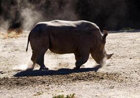 rinoceronte chutando acima poeira às animais selvagens preservar norte Califórnia foto