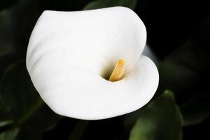 branco calla lilly flor contra Sombrio fundo foto