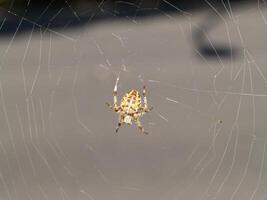 fechar-se tiro do aranha dentro rede Castanho e amarelo foto