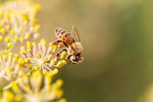 fechar-se do querida abelha em amarelo flor borrado fundo foto