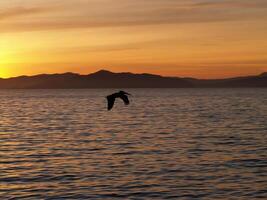 solteiro recortado pelicano vôo sobre água às pôr do sol foto