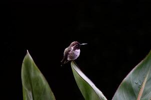 pequeno rotundo beija Flor sentado em verde folha foto