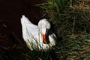 branco Pato em Beira do lagoa com turvar conta a partir de alimentando foto