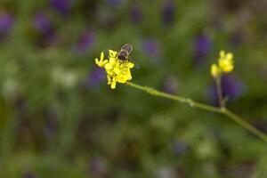 abelha encontro pólen em amarelo flor ao ar livre foto