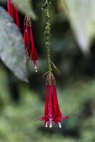vermelho fúcsia flores com verde folhas Peru foto