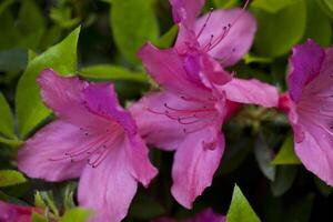 fechar-se do flores em meio a verde folhas ao ar livre foto