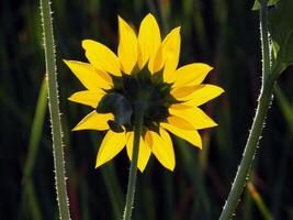 luz solar brilhando através amarelo pétalas do flor foto