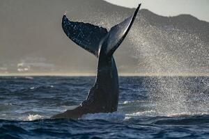 corcunda baleia rabo tapa dentro cabo san lucas foto