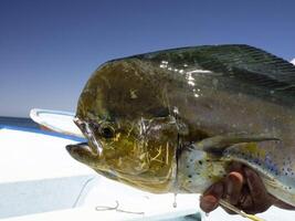 mexicano pescador segurando grande mahi mahi dorado peixe Baja Califórnia sur foto