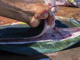 mahi mahi dorado peixe em pescador limpeza mesa Baja Califórnia sur México foto