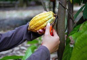 mãos de close-up de um agricultor de cacau usam tesouras de poda para cortar as vagens de cacau ou frutos de cacau amarelo maduro da árvore de cacau. colheita que o negócio de cacau agrícola produz. foto