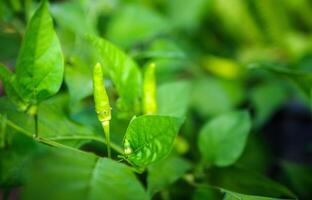 verde jovem Pimenta pimentas em a Pimenta árvore foto