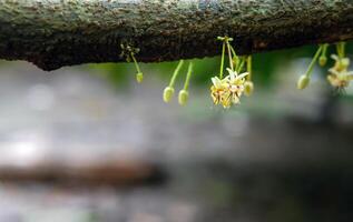 cacau flores theobroma cacau em crescendo árvore tronco, cacau flores e frutas em cacau árvore para a fabricação do chocolate foto