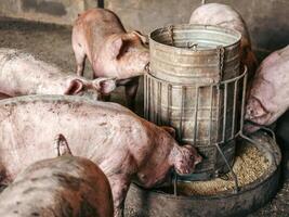 sujo porcos em a Fazenda estão comendo comida.porcos comendo suínos porco alimentação dentro uma Fazenda foto
