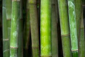 bambu fechar acima dentro bambu Arvoredo foto