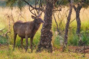 masculino Sambar Rusa unicolor veado dentro ranhambor nacional parque, rajastão, Índia foto