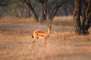 indiano bennetti gazela ou chinkara dentro Rathnambore nacional parque, rajastão, Índia foto