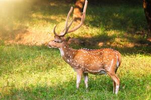 lindo masculino chital ou visto veado dentro ranhambor nacional parque, rajastão, Índia foto