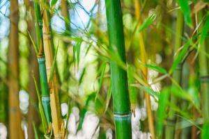 bambu hastes e folhas dentro a bambu Arvoredo foto