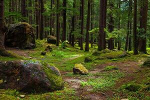 pinho floresta com pedras e verde musgo foto