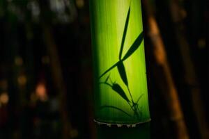 bambu fechar acima dentro bambu Arvoredo foto