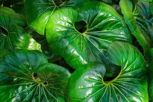 leopardo plantar farfugium japonicum giganteum folhas foto