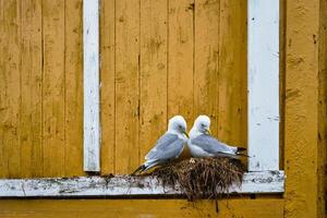 gaivota pássaro fechar acima foto