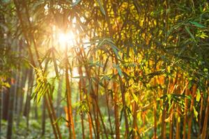 Sol brilhando através bambu folhas foto