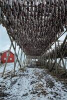 secagem flocos para bacalhau bacalhau peixe dentro inverno. lofoten ilhas, foto