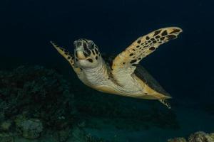 tartaruga-de-pente no mar vermelho, dahab, lagoa azul sinai foto