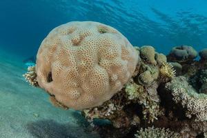 recife de coral e plantas aquáticas no mar vermelho, eilat israel foto