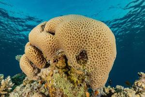 recife de coral e plantas aquáticas no mar vermelho, eilat israel foto