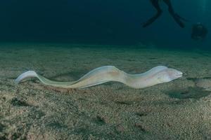 moreia mooray lycodontis undulatus no mar vermelho, eilat israel foto