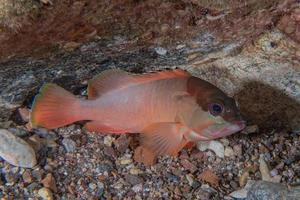 peixes nadam no mar vermelho, peixes coloridos, eilat israel foto