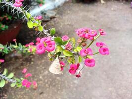 clusters do delicado Rosa eufórbio milii flores adornado a peitoril da janela, trazendo uma toque do elegância para a sala. foto