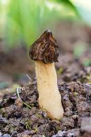 a morel cogumelo crescendo dentro a floresta. foto