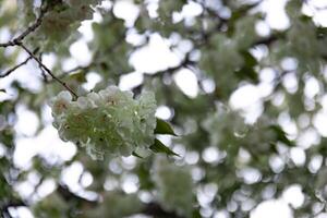 Ukon cereja flores balançando dentro a vento nublado dia fechar-se foto