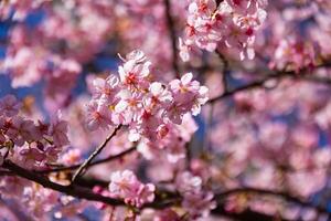 kawazu cereja flores atrás azul céu ensolarado dia fechar acima foto