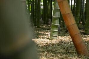 uma verde bambu floresta dentro Primavera ensolarado dia fechar tiro foto
