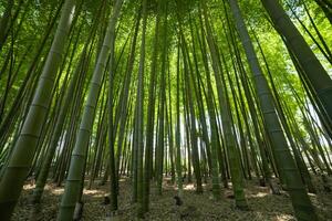 uma verde bambu floresta dentro Primavera ensolarado dia foto