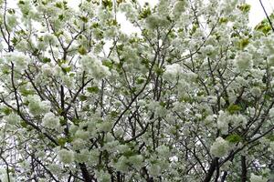 Ukon cereja flores balançando dentro a vento nublado dia foto