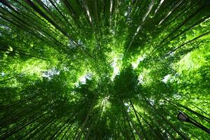 uma verde bambu floresta dentro Primavera ensolarado dia Largo e topo tiro foto