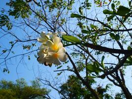 lindo branco frangipani flores brilhando dentro a luz solar e a fundo é uma brilhante azul céu foto