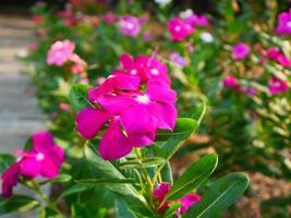 Rosa capa pervinca flor com verde folhas debaixo a luz solar foto